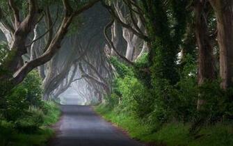 Plant Ireland Wallpaper Trees Road Trunk Stock Photos
