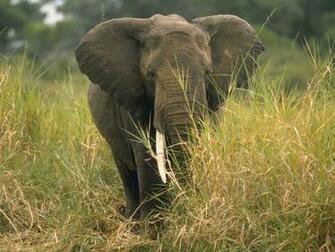 Wallpaper Elephant Rabbit Under Water