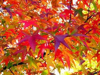 Autumn Leaves By David Wagner