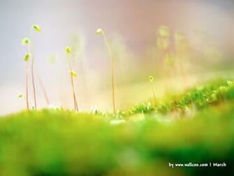 Early Spring Scene Wallpaper No Desktop