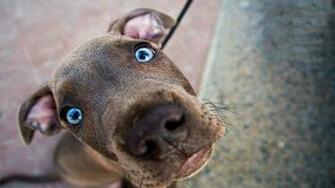 Weimaraner Dog In The Rack Photo And Wallpaper Beautiful