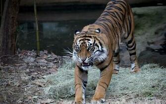 Angry Tiger Wallpaper Animal
