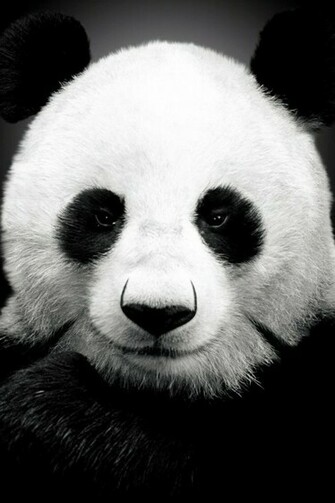 Panda Bear Wallpaper Animalgals