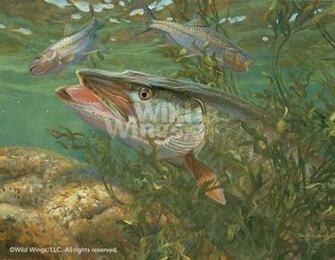 Muskie Pictures Art