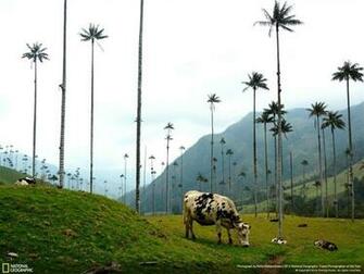 Cows In Colombia National Geographic Wallpaper