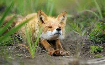 Cute Baby Fox Widescreen And Full HD Wallpaper