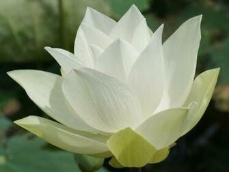 Flowers Wallpaper Photos Lotus Flower