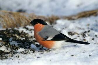 Wallpaper Birds Desktop