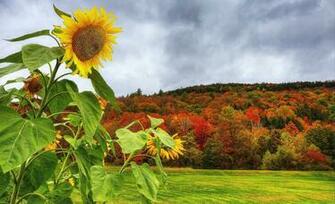 Autumn Field Forest Trees Sunflowers Landscape Wallpaper Background