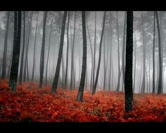 Description Wilderness Wallpaper Desktop Background In
