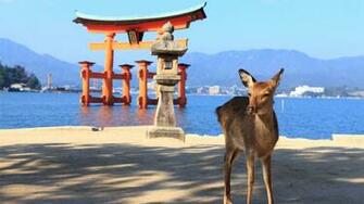 3rd Miyajima Marathon Spacebib