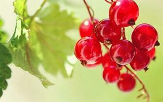 Wallpaper HD Nature Fruits Cherries Beautiful Desktop