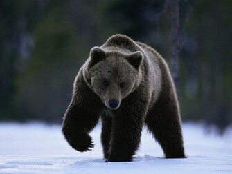 Wallpaper Grizzly Bear Walking Picpetz