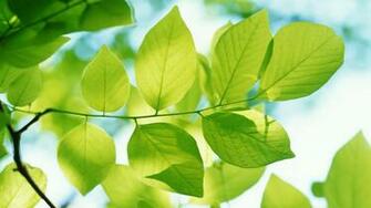 High Def Desktop Background