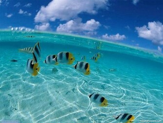 Underwater Wallpaper