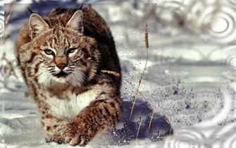 Bobcat Wallpaper