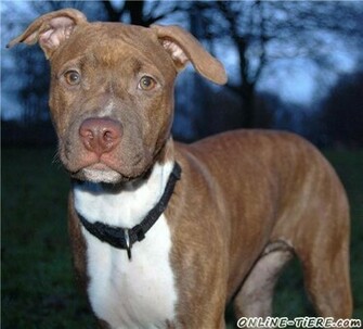 Pitbull Red Nose Wallpaper Lilzeu Tattoo Pic Pictures