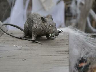 Rats Wallpaper Funny Animals