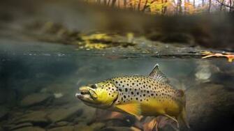 Fly Fishing HD Wallpaper