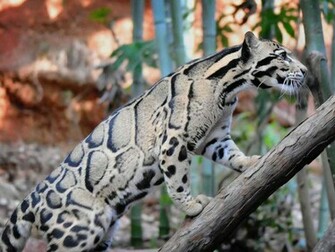 Clouded Leopard Big Cat Wallpaper HD