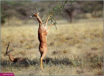 White Tailed Deer Pictures Dhabi Facts Wallpaper