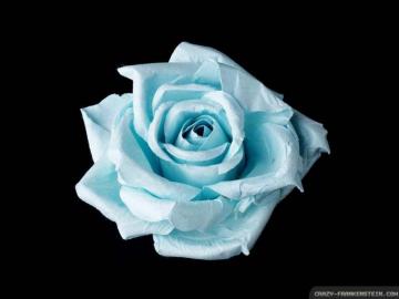 Light Blue Roses S Zia17