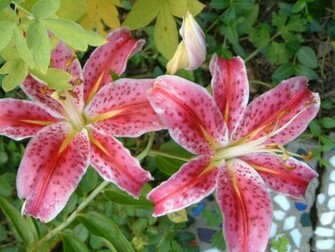 Lily Wallpaper Stargazer