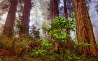 Wallpaper Redwood Sequoia Tree Forest Nature