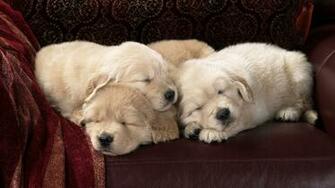 Dogs And Puppies Desktop Wallpaper