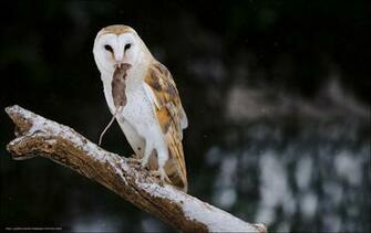Wallpaper Barn Owl With Snack Campbellville Ontario Canada