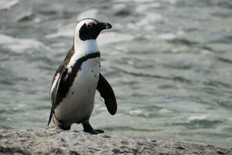 African Penguin On Sand Photo And Wallpaper All