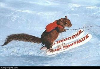 Water Ski Funnydogsite