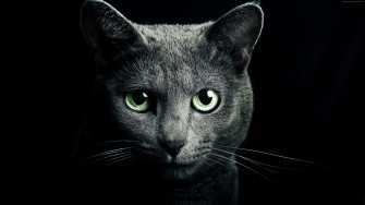 Cute Eyes Cat Kitten Kitty Black Rare Gallery HD