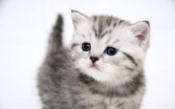 Small Cute Kitty Desktop Pc And Mac