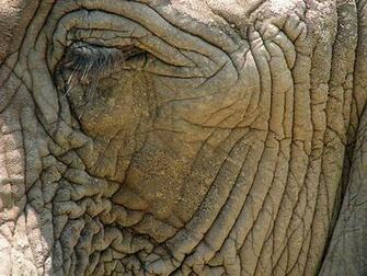 Elephant Skin Wallpaper