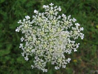 Queen Anne S Lace HD Wallpaper
