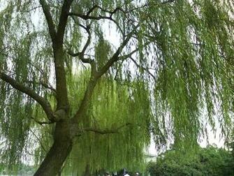 Posted In Tree Tags Willow