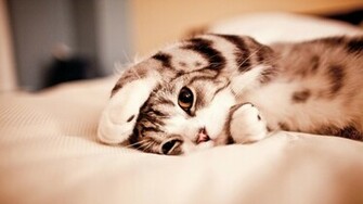 Funny Cute Cat