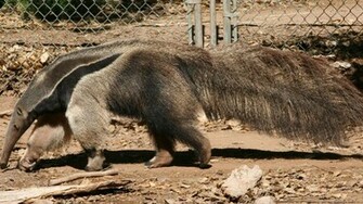 Animals Anteater Wallpaper Hq