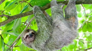 Funny Sloth