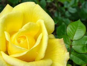 Flowers Pictures Wallpaper Red Roses