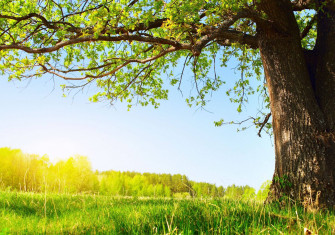 Green Tree Wallpaper