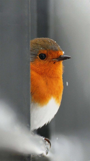 Bird iPhone Wallpaper