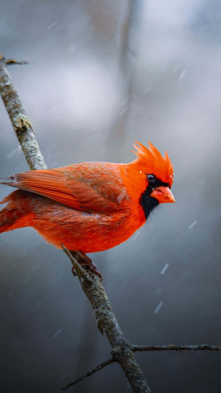 Bird iPhone Wallpaper