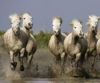 Beautiful Wallpaper Wild Horses