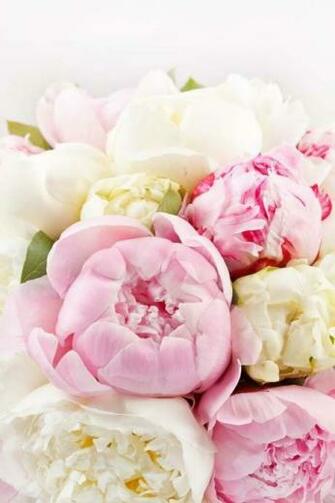 Peonies Aplaceforus