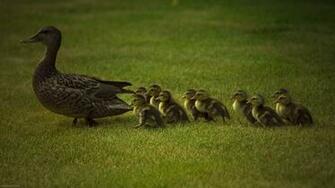 Related For Baby Ducks Wallpaper Pictures To Pin