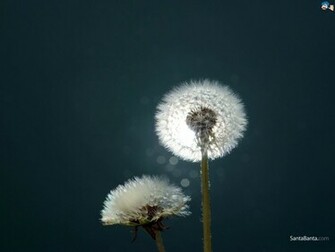 Dandelion Wallpaper
