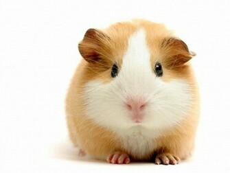 Guinea Pig Wallpaper For Desktop