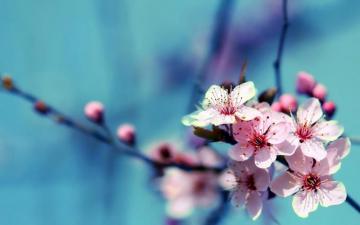 Flowers HD Flower Wallpaper Beautiful Image Blue